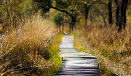 A wooden walkway in the countryside. Long grass and trees grow either side.